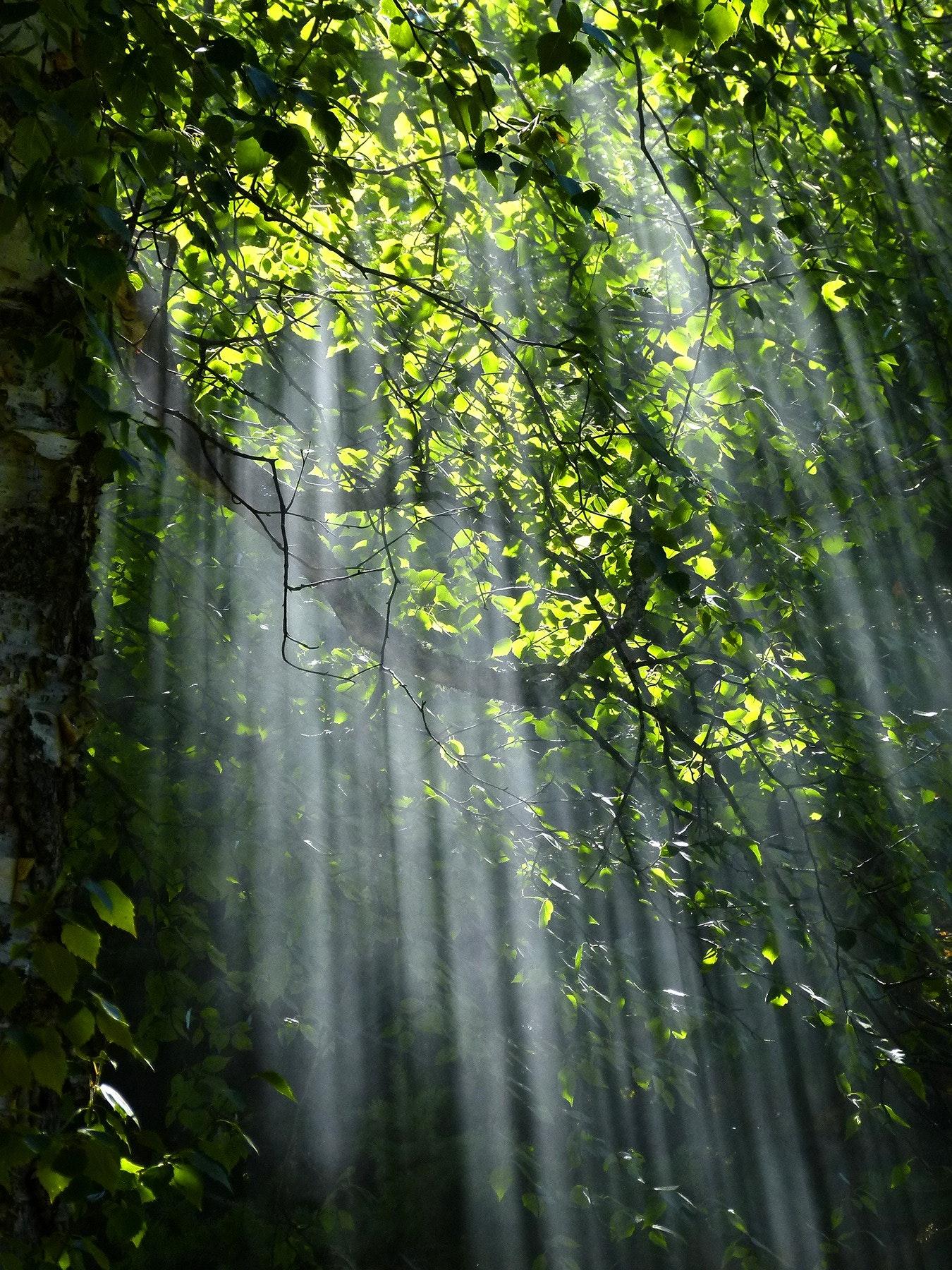 Licht door de bomen