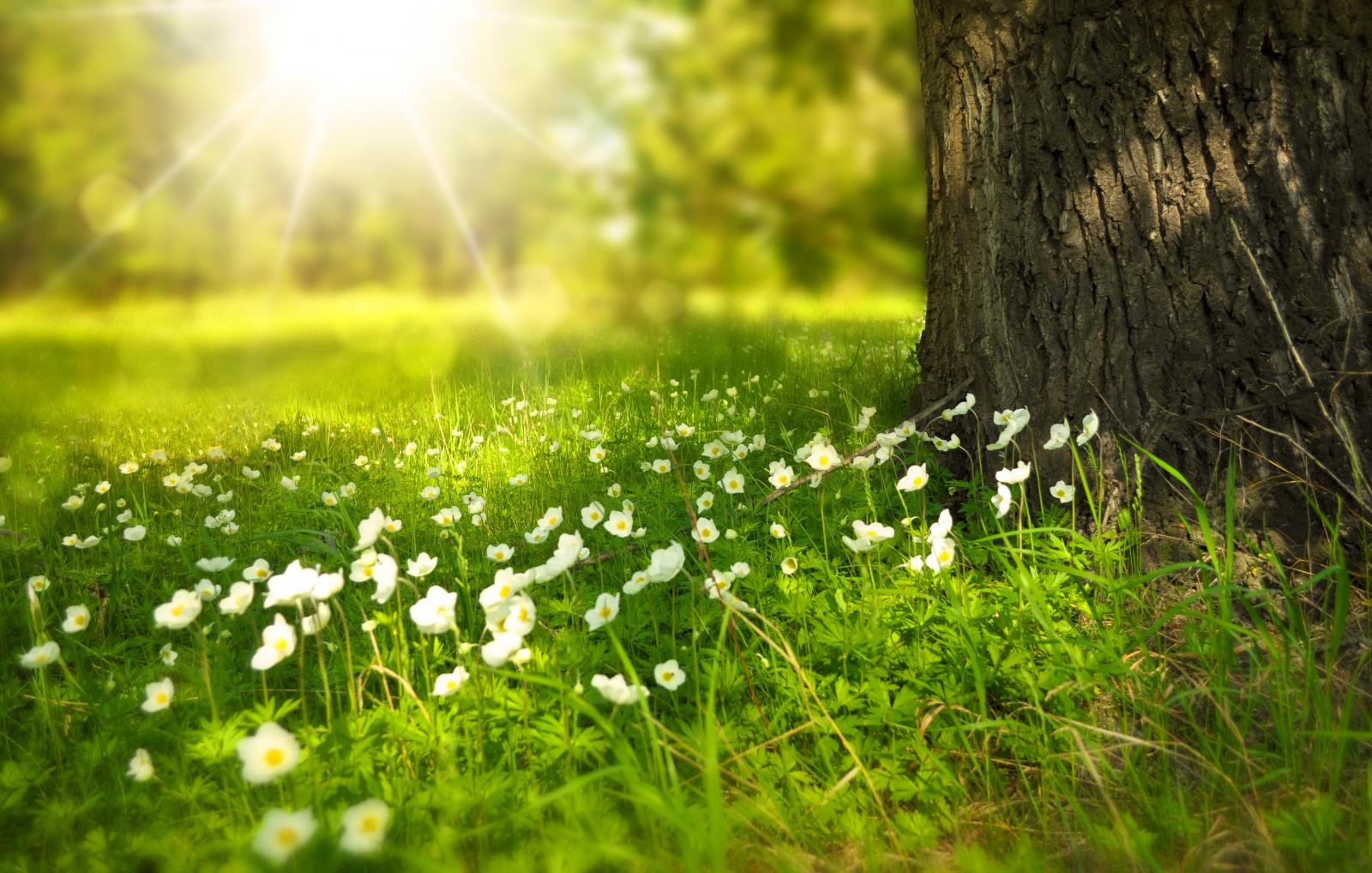 Bloemen in de zon